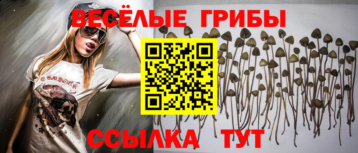 Псилоцибиновые грибы Psilocybine cubensis Чебоксары